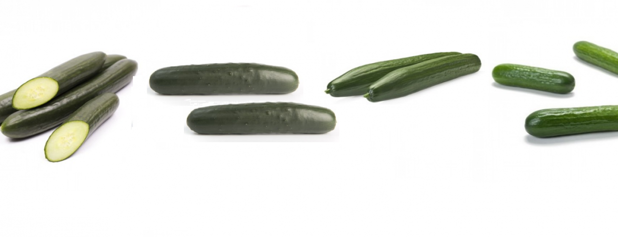 Farm Fresh Cucumbers