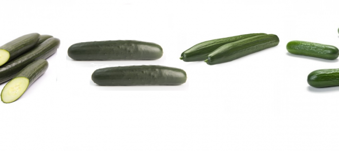 Farm Fresh Cucumbers