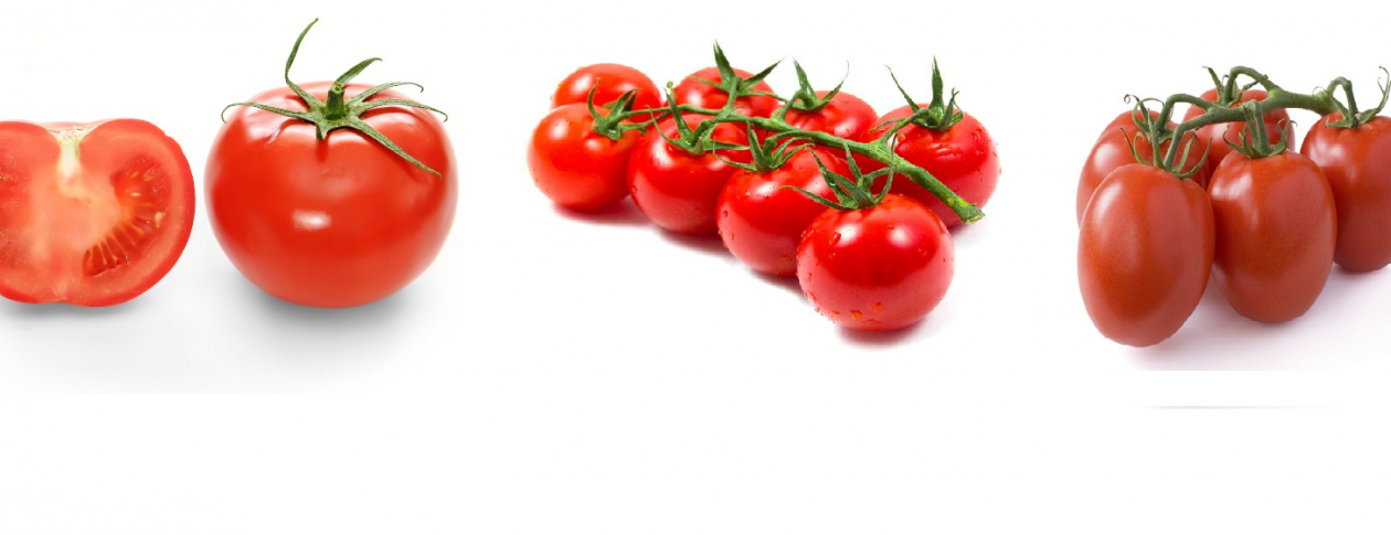 Farm Fresh Tomatoes