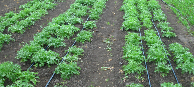 Irrigation and Fertigation Irrigation and Fertigation