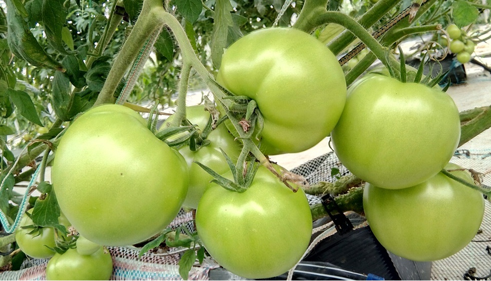 Growing Beefsteak Tomatoes